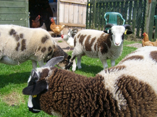 Jacobs Sheep